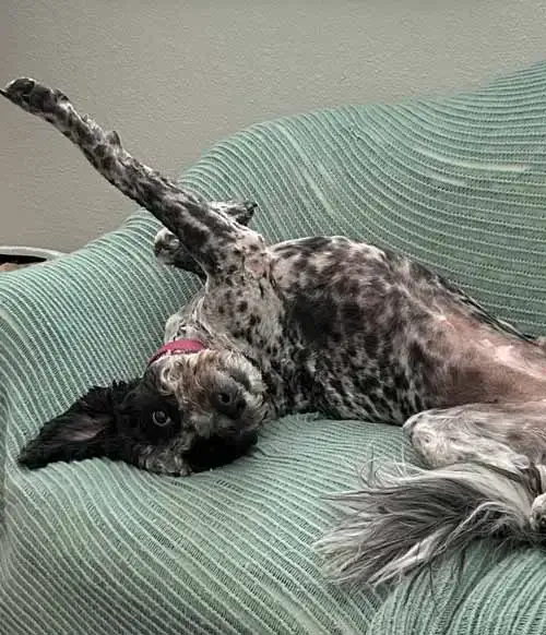 Ruthie, Emotional Support Wackadoodle